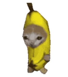 Cat snug in a banana suit
