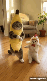 Banana cat and chicken-costume cat dancing