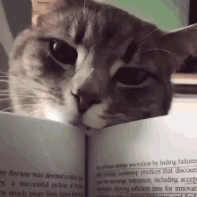Cat peering over the top of a book, staring at you