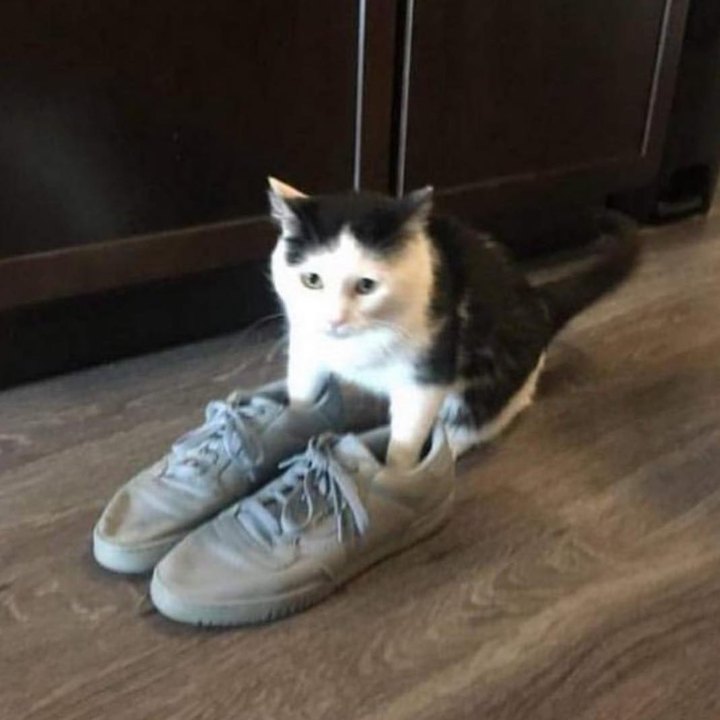 Cat sitting in a pair of grey sneakers, ready to go